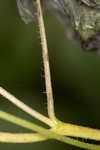 Cucumberleaf sunflower 